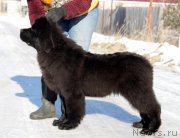 Превью фото № 170899