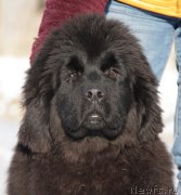 Превью фото № 170902