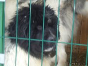 Превью фото № 170933