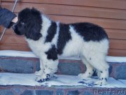 Превью фото № 170985