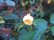 Превью фото № 171040