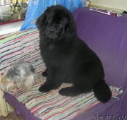 Превью фото № 171045