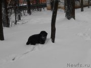 Превью фото № 171048