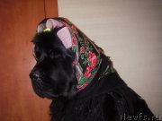 Превью фото № 171053