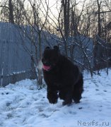 Превью фото № 171135