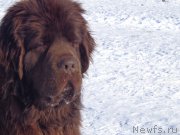 Превью фото № 171158