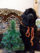 Превью фото № 171208