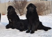 Превью фото № 171226