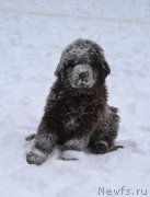 Превью фото № 171269