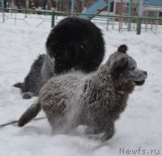 Превью фото № 171273