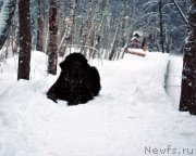 Превью фото № 171280