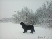 Превью фото № 171299