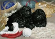 Превью фото № 171307