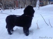 Превью фото № 171315