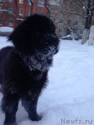 Превью фото № 171316