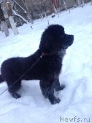 Превью фото № 171317