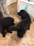 Превью фото № 171318