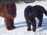 Превью фото № 171319