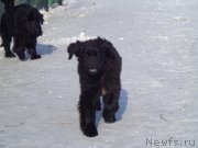 Превью фото № 171320