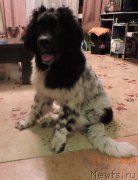 Превью фото № 171334