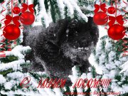 Превью фото № 171445