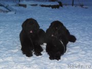 Превью фото № 171446