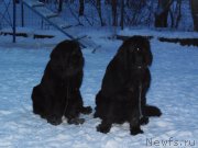 Превью фото № 171447