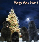 Превью фото № 171461