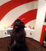 Превью фото № 171462