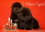 Превью фото № 171477