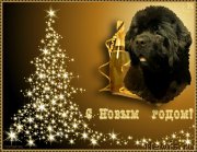 Превью фото № 171478