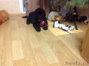 Превью фото № 171485