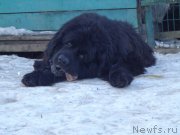 Превью фото № 171486