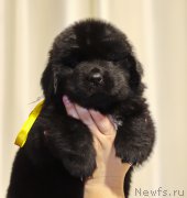 Превью фото № 171493