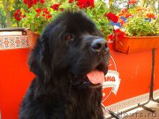 Превью фото № 171511