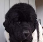 Превью фото № 17154