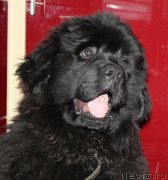 Превью фото № 171542