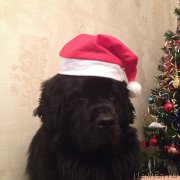 Превью фото № 171578