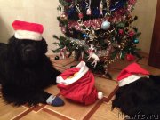 Превью фото № 171579