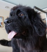 Превью фото № 171585