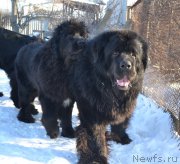 Превью фото № 171609