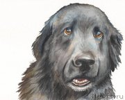 Превью фото № 171618