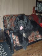 Превью фото № 171619