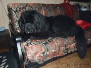 Превью фото № 171620