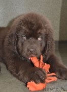 Превью фото № 171646