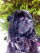 Превью фото № 171668