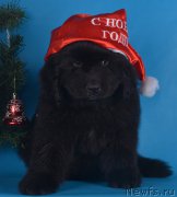 Превью фото № 171670