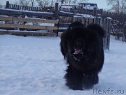 Превью фото № 171681