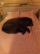 Превью фото № 171700