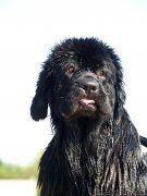 Превью фото № 171707